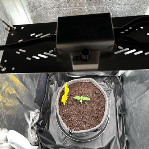 Stressica growlog photo: Umgetopft in einen 6 Liter Stofftopf.
Medium: Plagron Growmix