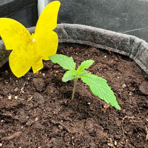 Stressica growlog photo: Stressica hat das umtopfen sehr gut vertragen und die nächsten Blätter wachsen schnell! 