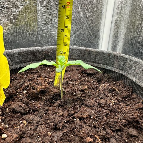 Stressica growlog photo: Stressica hat das umtopfen sehr gut vertragen und die nächsten Blätter wachsen schnell! 