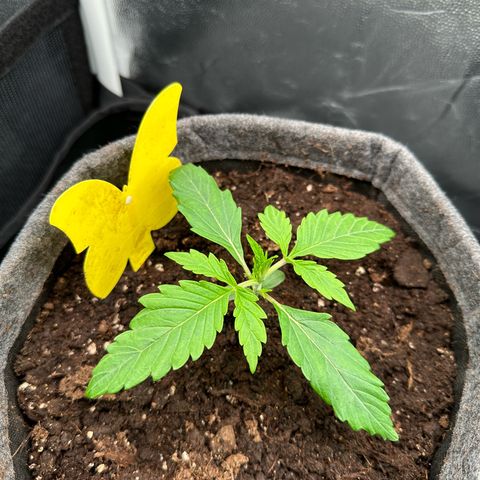 Stressica growlog timeline photo