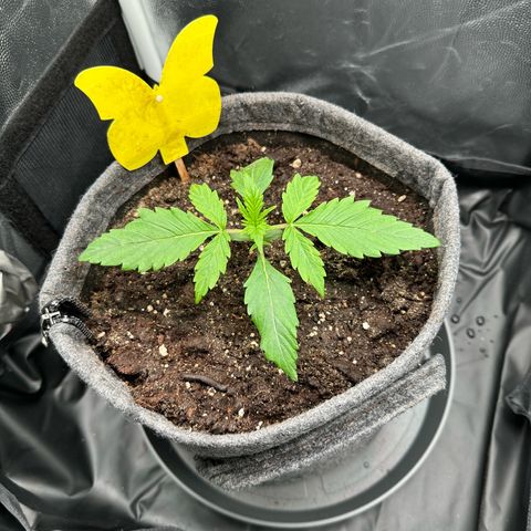 Stressica growlog timeline photo
