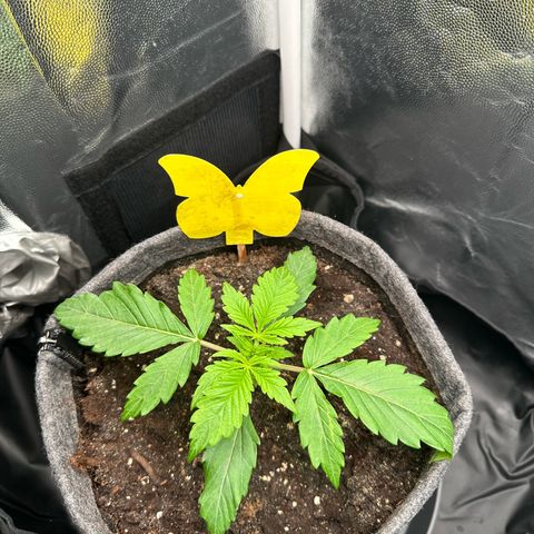 Stressica growlog timeline photo