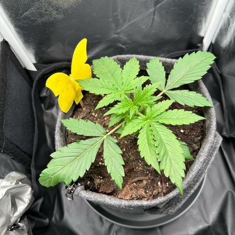 Stressica growlog timeline photo