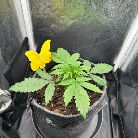 Stressica growlog timeline photo