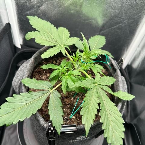 Stressica growlog timeline photo