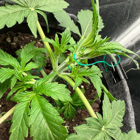 Stressica growlog timeline photo