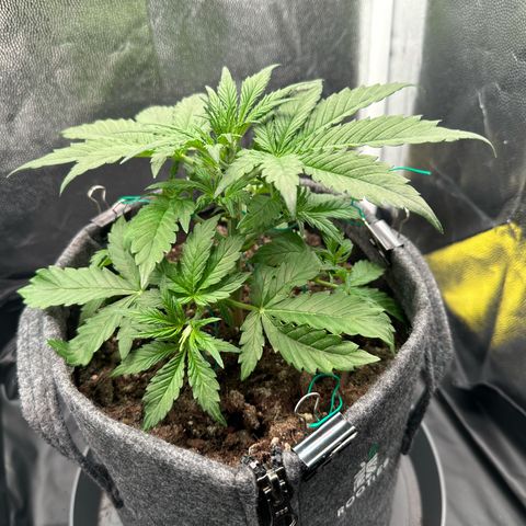 Stressica growlog timeline photo