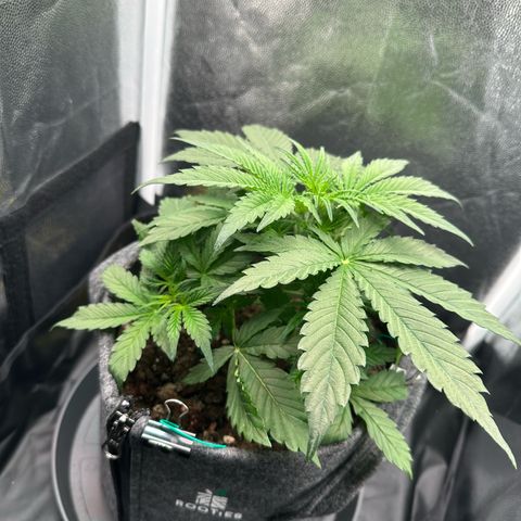 Stressica growlog timeline photo