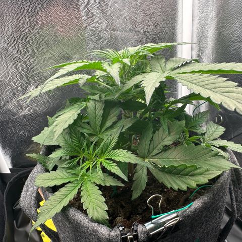 Stressica growlog timeline photo