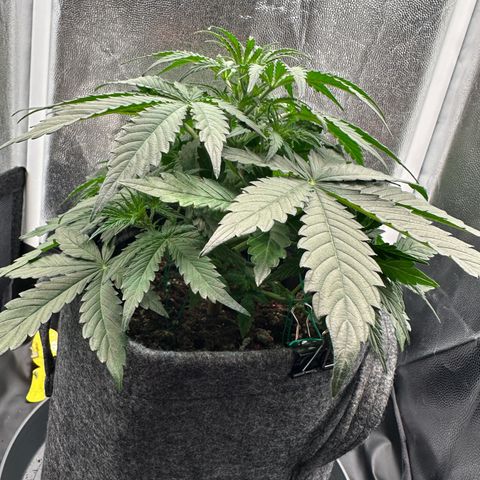 Stressica growlog timeline photo