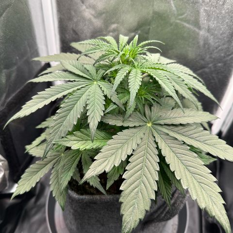 Stressica growlog timeline photo