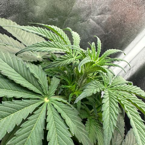 Stressica growlog timeline photo