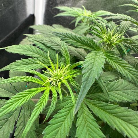 Stressica growlog timeline photo