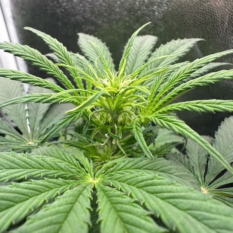 Stressica growlog timeline photo