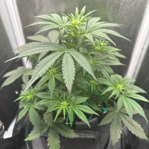 Stressica growlog timeline photo