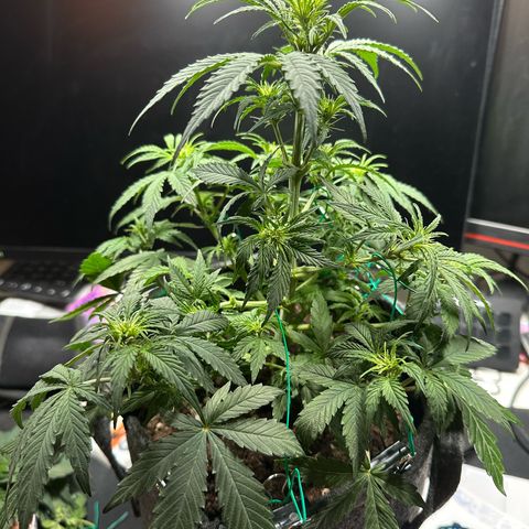 Stressica growlog timeline photo