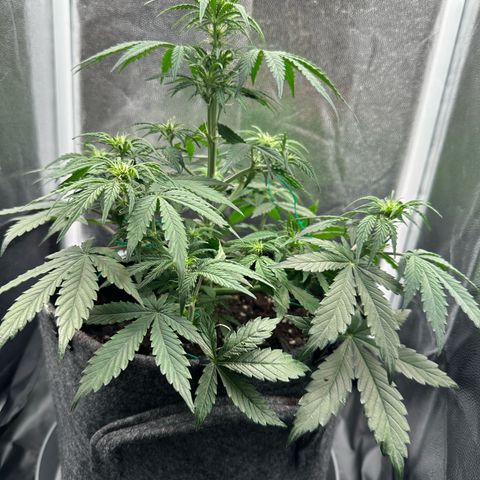 Stressica growlog timeline photo