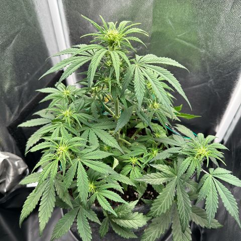 Stressica growlog timeline photo