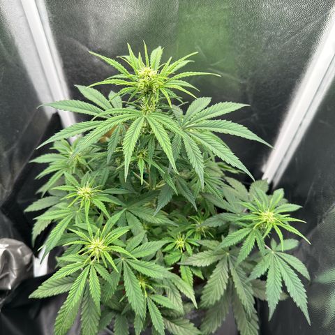 Stressica growlog timeline photo