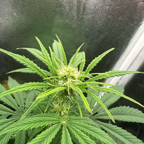 Stressica growlog timeline photo