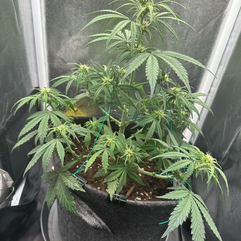 Stressica growlog timeline photo