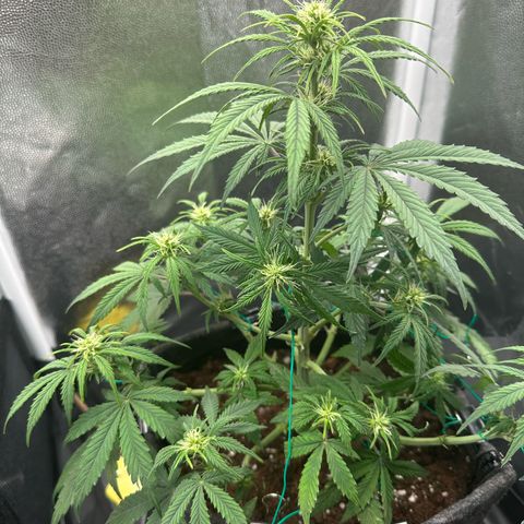 Stressica growlog timeline photo
