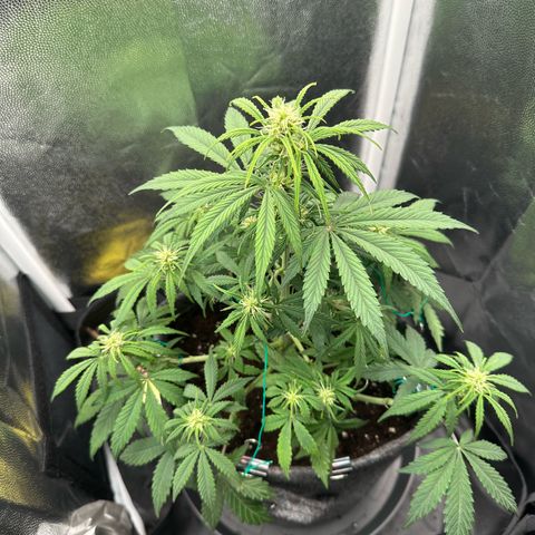 Stressica growlog timeline photo