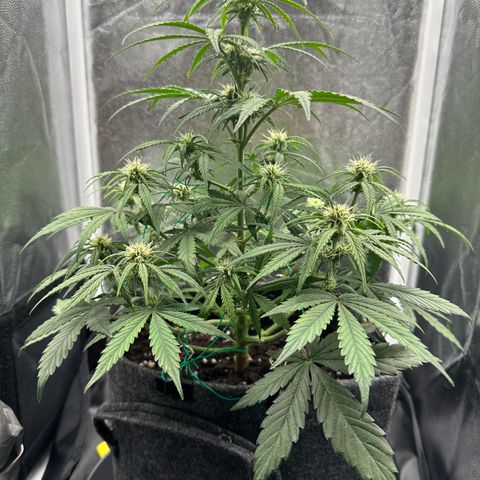 Stressica growlog timeline photo