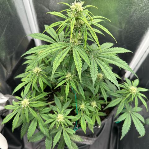 Stressica growlog timeline photo