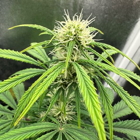 Stressica growlog timeline photo