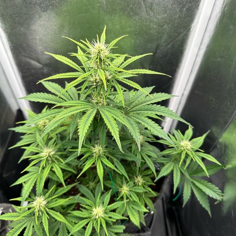 Stressica growlog timeline photo