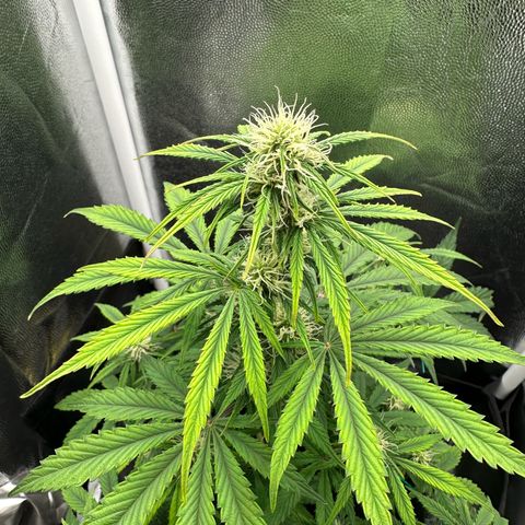 Stressica growlog timeline photo