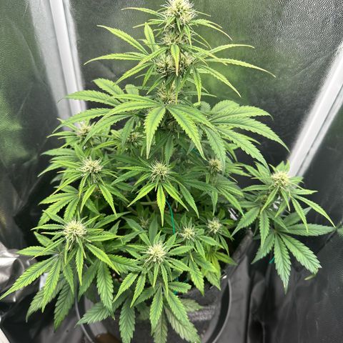 Stressica growlog timeline photo