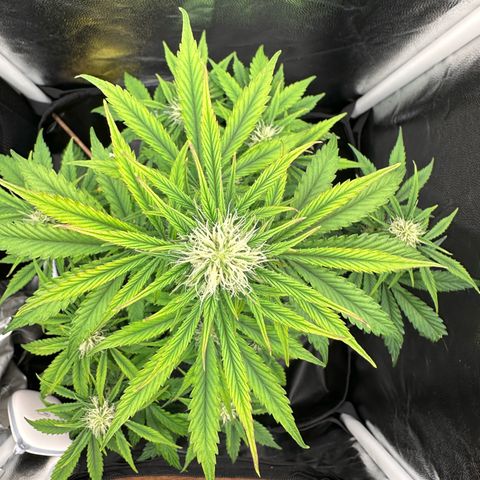 Stressica growlog timeline photo