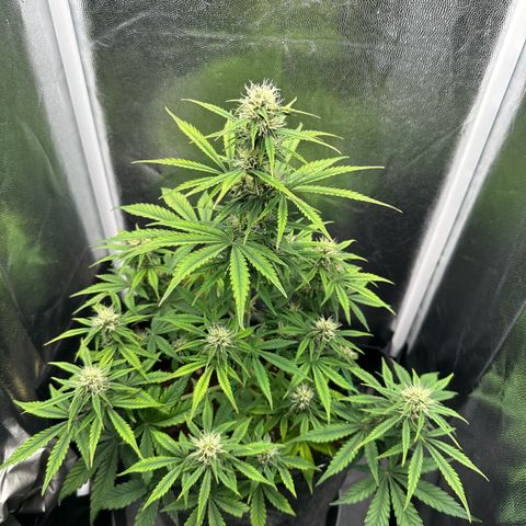 Stressica growlog timeline photo