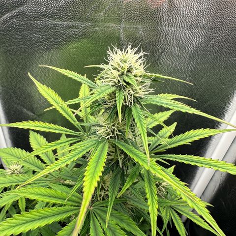Stressica growlog timeline photo