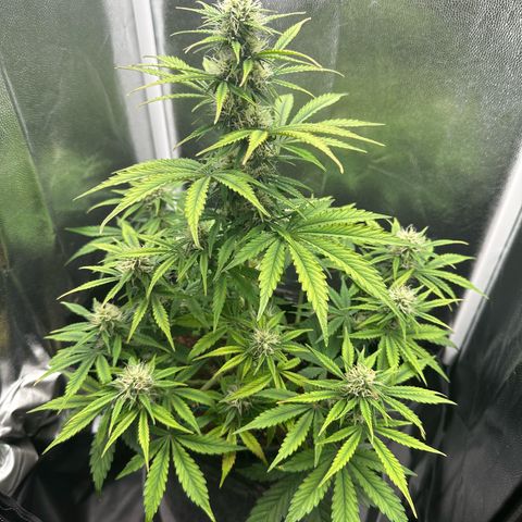 Stressica growlog timeline photo