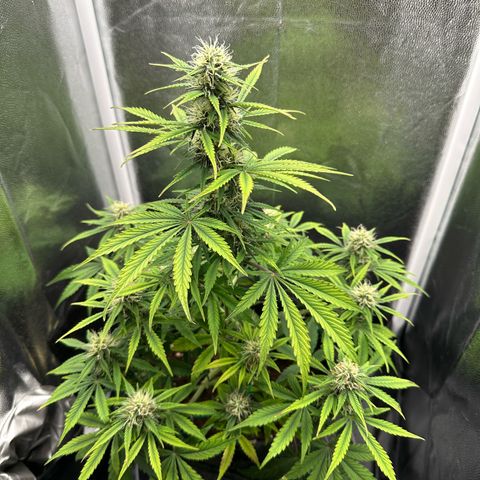 Stressica growlog timeline photo