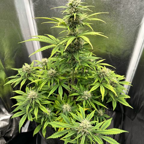 Stressica growlog timeline photo