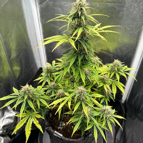 Stressica growlog timeline photo