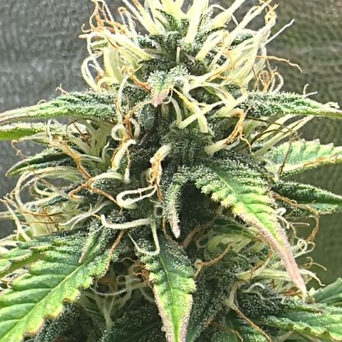 Stressica growlog timeline photo