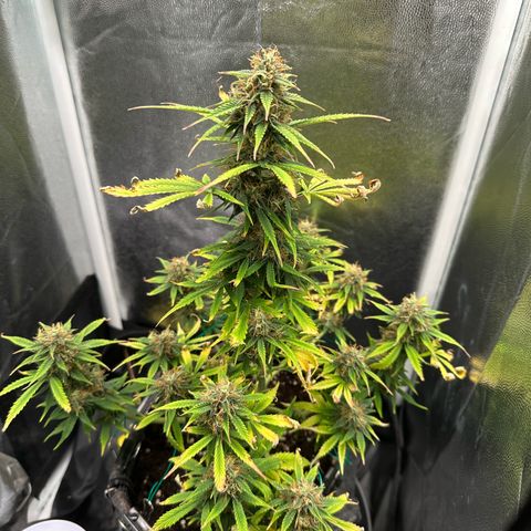 Stressica growlog photo: Es geht aufs Ende zu.
Die Blätter sehen schlimm aus, aber die Buds reifen.
Top- und Sidebud werden langsam milchig, auf den Sugarleafs waren die ersten Bernsteinfarbend.