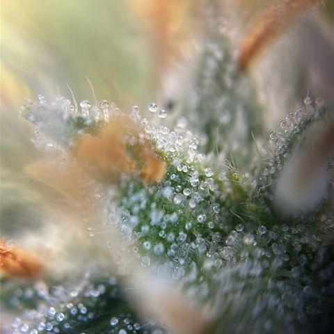 Stressica growlog photo: Es geht aufs Ende zu.
Die Blätter sehen schlimm aus, aber die Buds reifen.
Top- und Sidebud werden langsam milchig, auf den Sugarleafs waren die ersten Bernsteinfarbend.