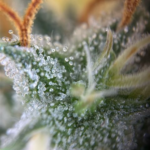 Stressica growlog photo: Es geht aufs Ende zu.
Die Blätter sehen schlimm aus, aber die Buds reifen.
Top- und Sidebud werden langsam milchig, auf den Sugarleafs waren die ersten Bernsteinfarbend.