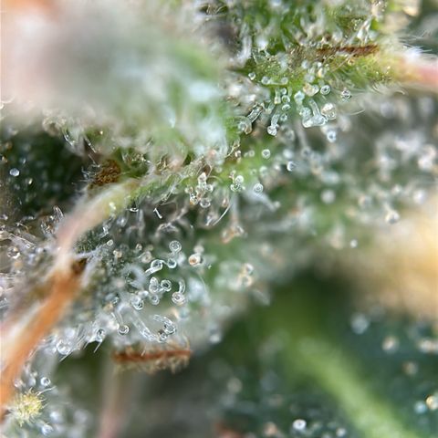 Stressica growlog timeline photo