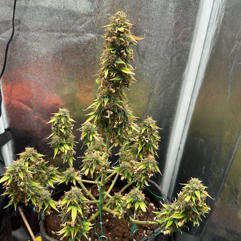 Stressica growlog timeline photo