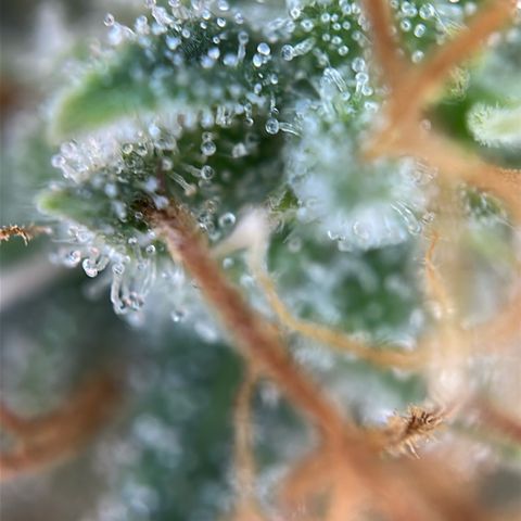 Stressica growlog timeline photo