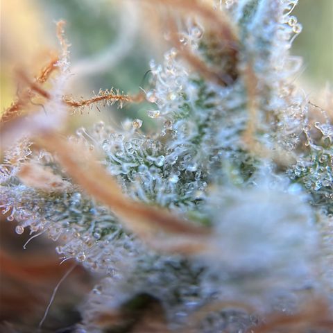 Stressica growlog timeline photo