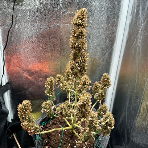 Stressica growlog timeline photo
