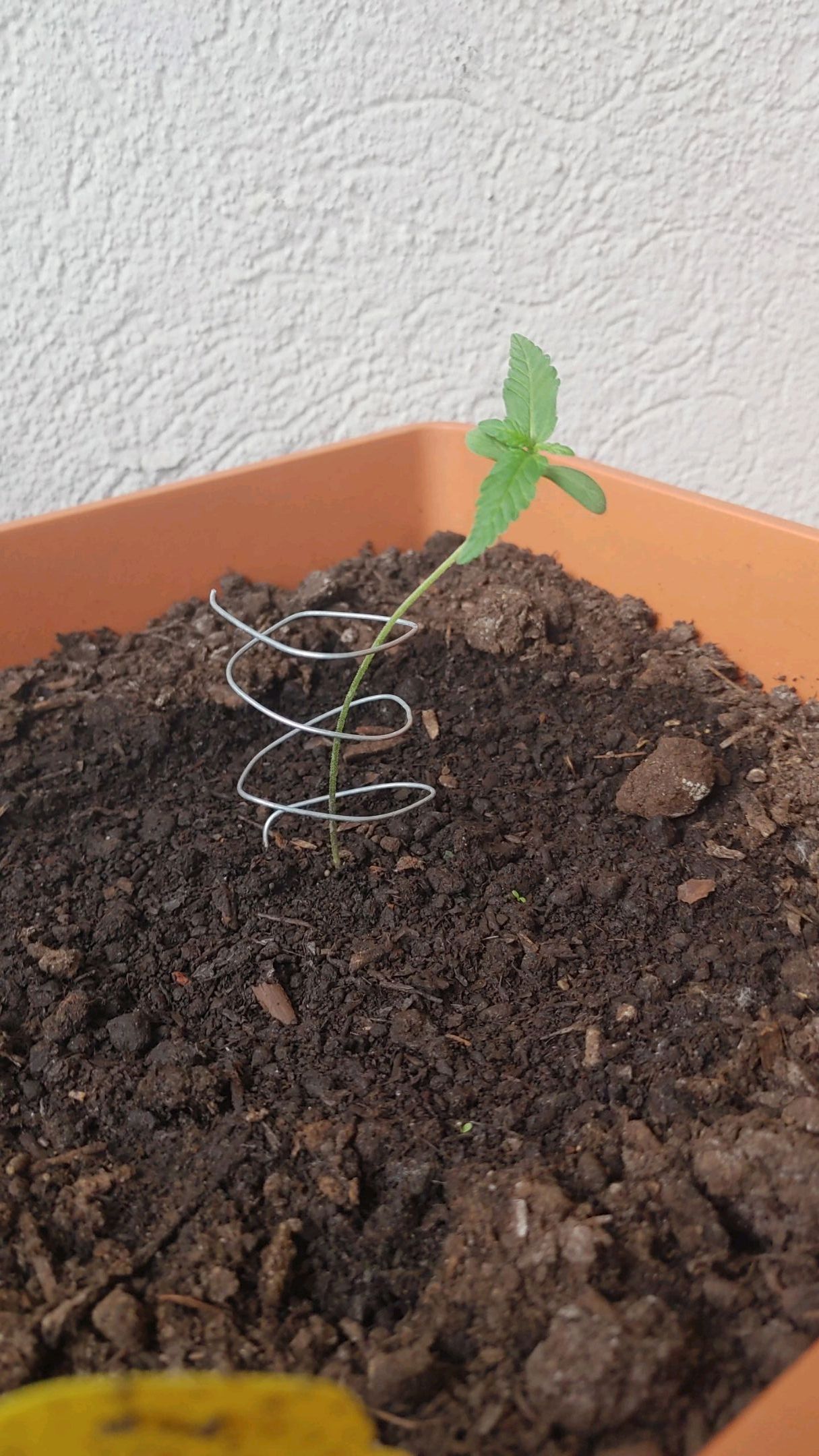 Watermelon candy growlog photo 1